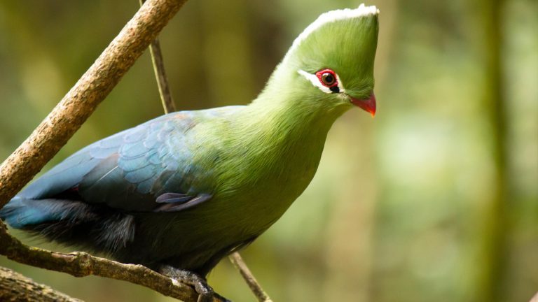 Knysla-loerie-768x432